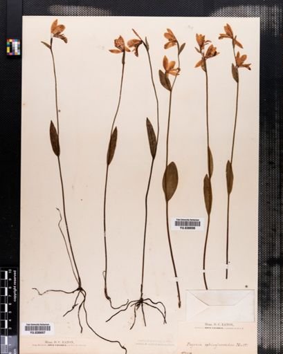 Pogonia ophioglossoides