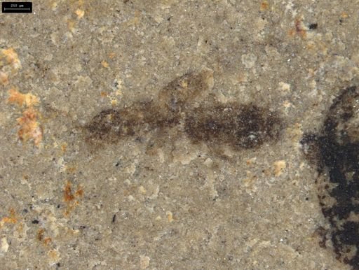 undet. Staphylinidae