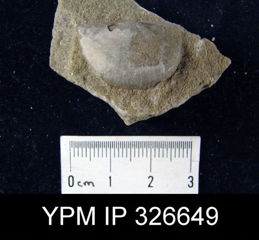 Leptaena nitens