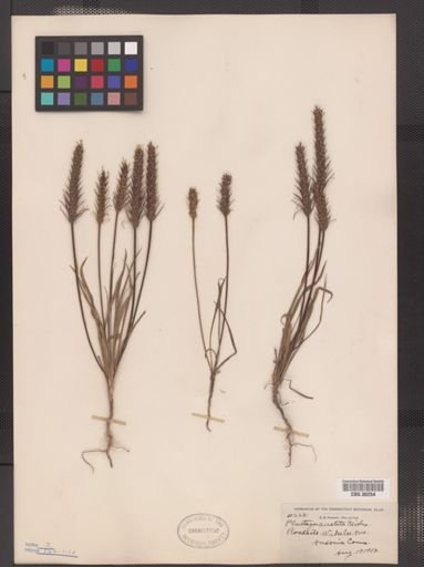 Plantago aristata