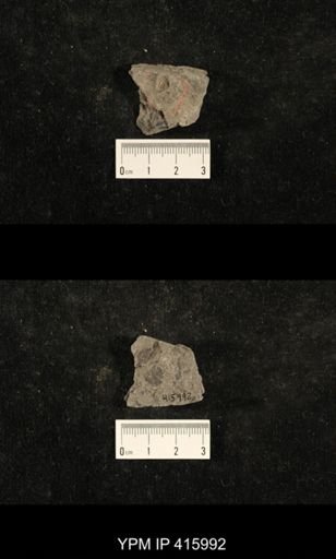 Euphemites carbonarius