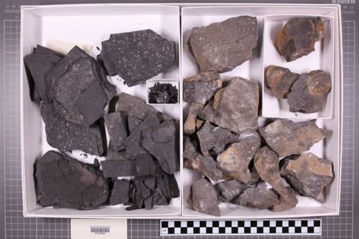 mixed taxa, stratigraphic collection