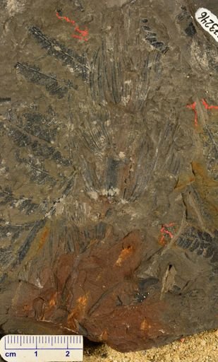 Asterophyllites sp.