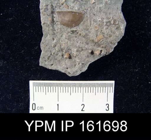 Plectambonites sericeus