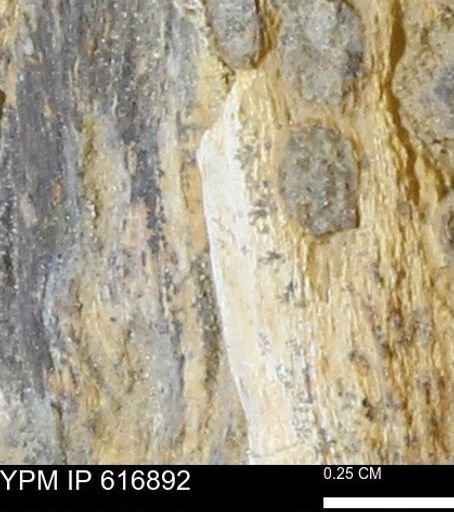 Teredo sp.
