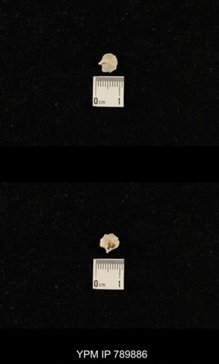 undet. Brachiopoda