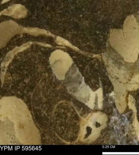 Protocardia sp.