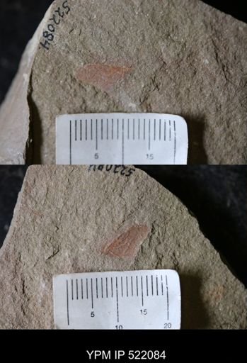 undet. Arthropoda