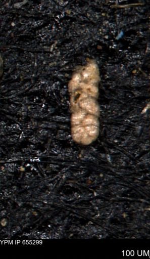 Ammobaculoides phaulus