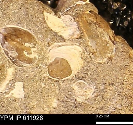 Protocardia subquadrata