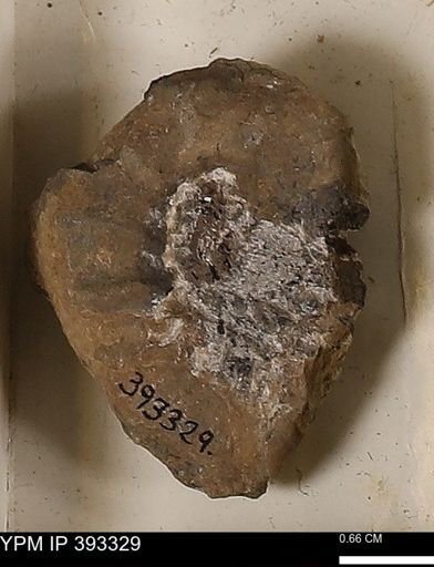 Scaphites sp.