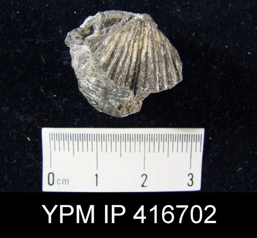 Spirifer sp.