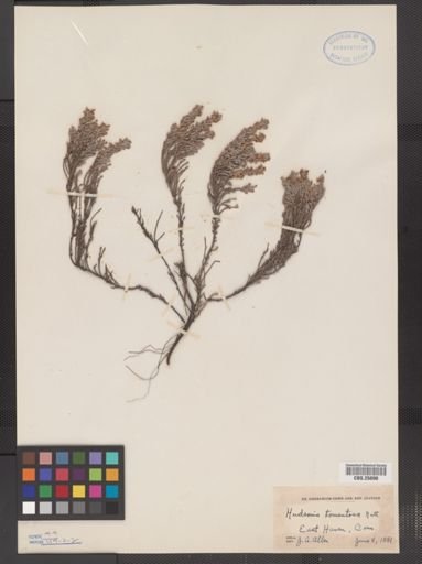 Hudsonia tomentosa