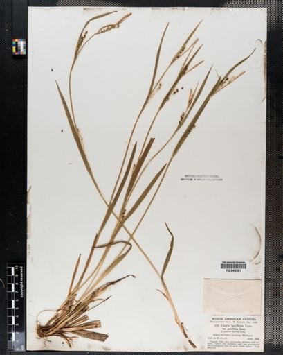 Carex laxiflora