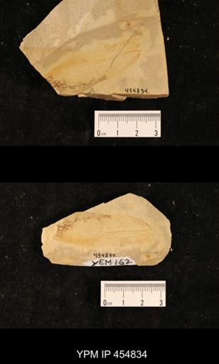 Fulgoridae