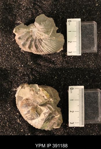 Scaphitidae