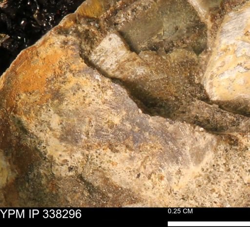 Protocardia subquadrata