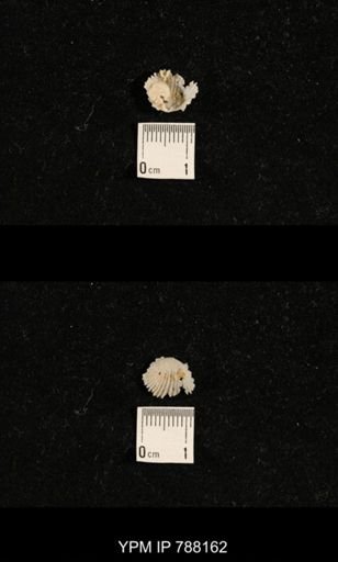 undet. Brachiopoda