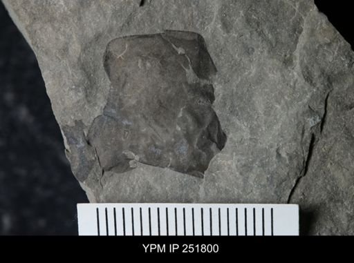 undet. Eurypterida