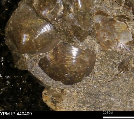 Protocardia subquadrata