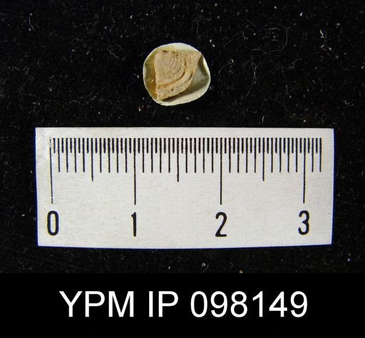 Leptaena rhomboidalis