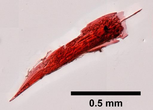 Andaniotes