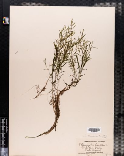 Plantae