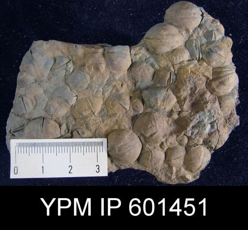 Leiorhynchus sp.