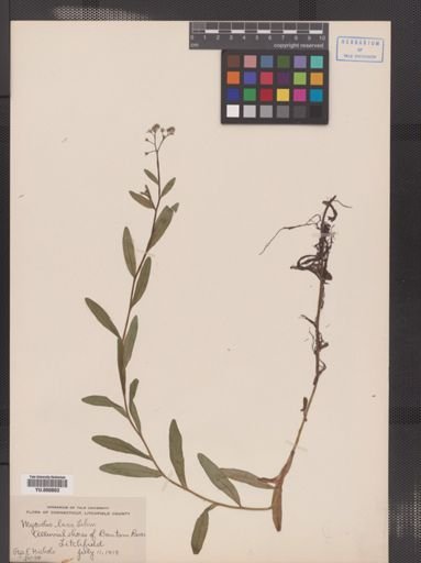 Myosotis laxa