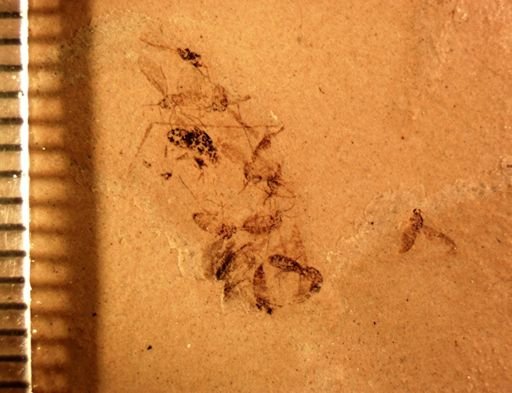 undet. Diptera