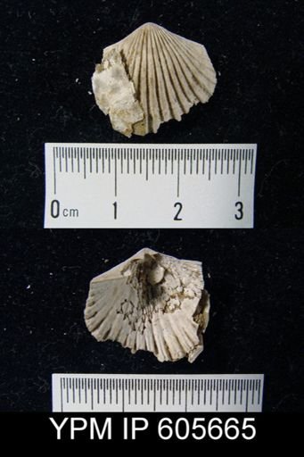 Hesperorthis sp.