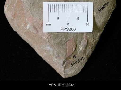 undet. Stylophora