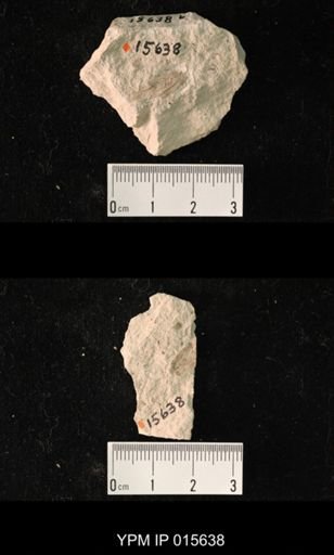 Paroedischia recta