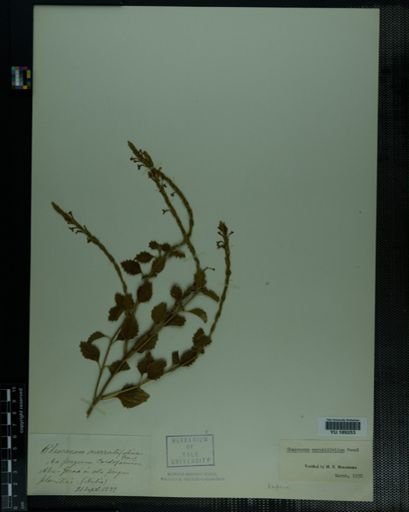 Plantae
