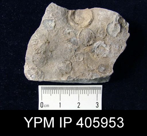 Anoplotheca planoconvexa