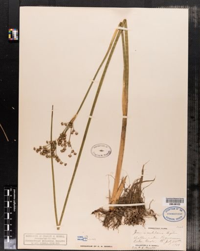 Juncus militaris