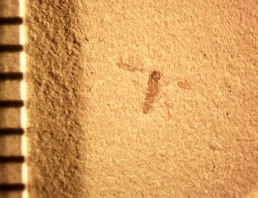 undet. Diptera