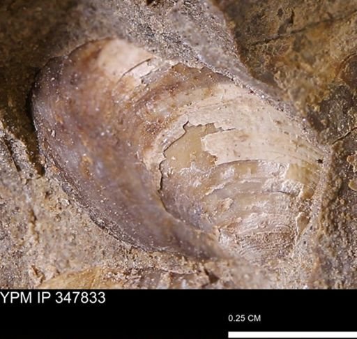undet. Bivalvia