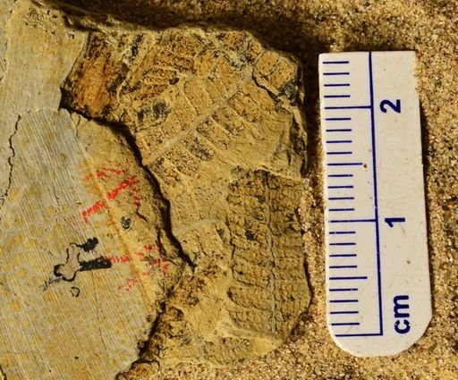 Pecopteris sp.