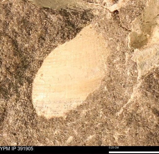 Protocardia sp.