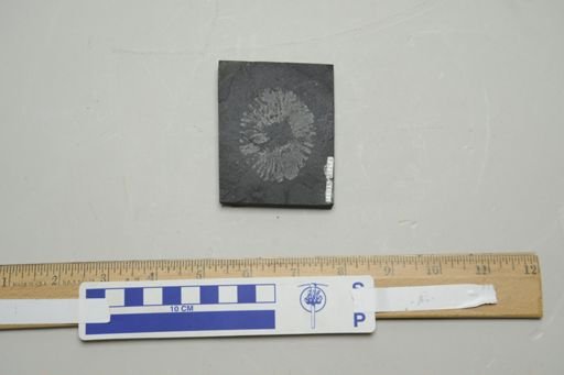 Peytoia nathorsti