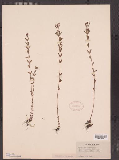 Hypericum canadense