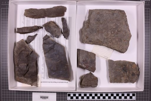 mixed taxa, stratigraphic collection
