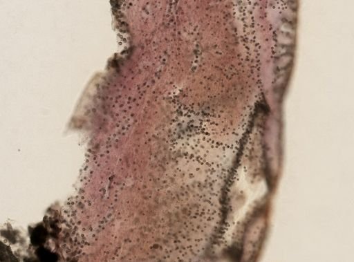 Chondrilla sp.