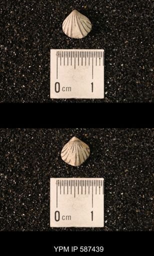 Camarotoechia whitei