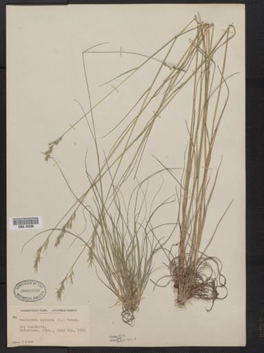 Danthonia spicata