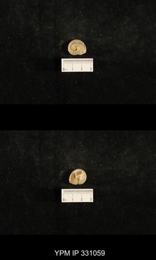 Trepospira depressa