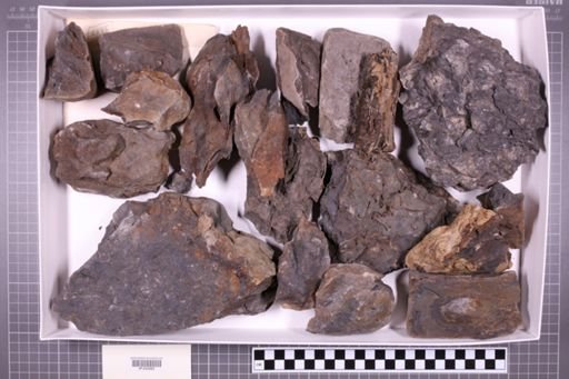 mixed taxa, stratigraphic collection