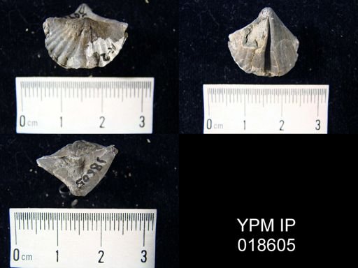 Cyrtina hamiltonensis