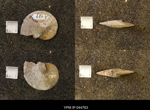 Sphenodiscus lenticularis